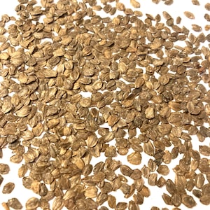 Italian Alder Tree Seeds (ALNUS CORDATA)