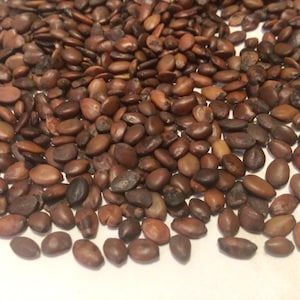 Western Redbud Tree Seeds (CERCIS OCCIDENTALIS) (California Redbud)