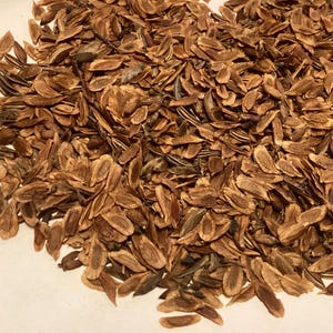 Common Lilac Shrub Seeds (SYRINGA VULGARIS) (Lilac Tree)