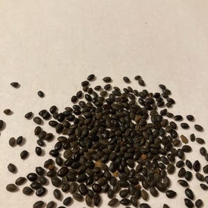 Black Wattle Tree Seeds  (ACACIA DECURRENS Mollis)