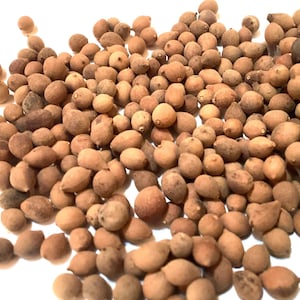 Amur Linden Tree Seeds (TILIA AMURENSIS)