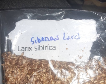 Siberian Larch Tree Seeds