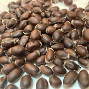 Eastern Sweet Shrub Seeds (Calycanthus Floridus)