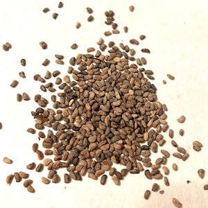 Red Raspberry Seeds (RUBUS IDAEUS) (European Raspberry, Framboise)
