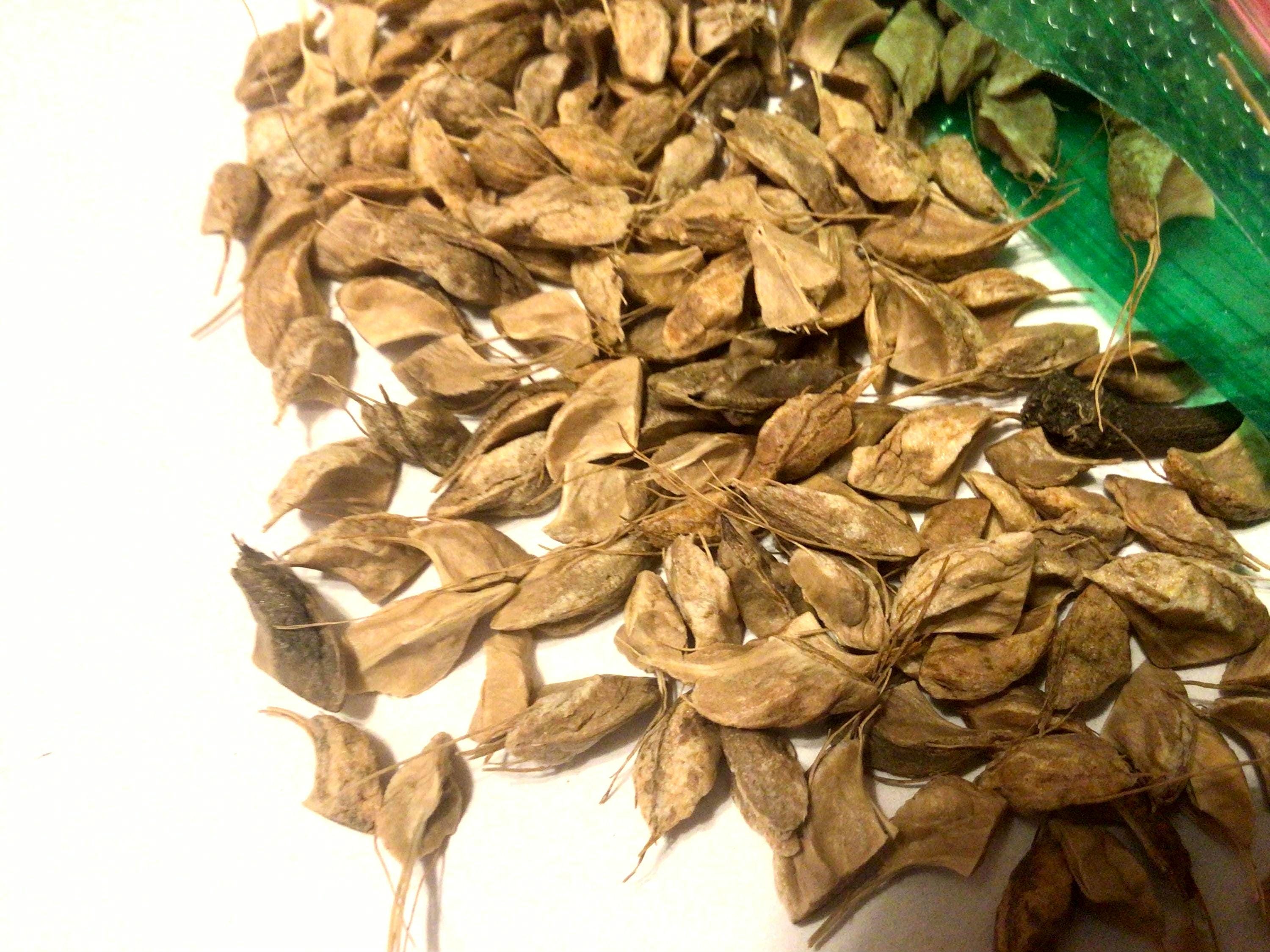 Yellow Poplar Tree Seeds (LIRIODENDRON TULIPIFERA) (Tulip Magnolia, Whitewood, Tuliptree, Tulip Poplar, American Tulip Tree, Tulip Magnolia)