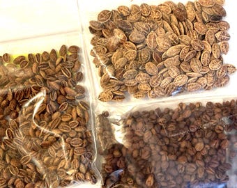3 types of VIBURNUM TREE SEEDS (per order randomly chosen)