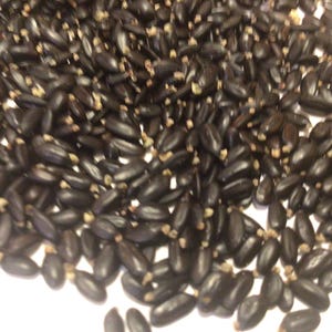 Golden Mimosa Tree Seeds (ACACIA BAILEYANA var. PURPUREA) (Blue-Leaved Cootamundra Wattle)