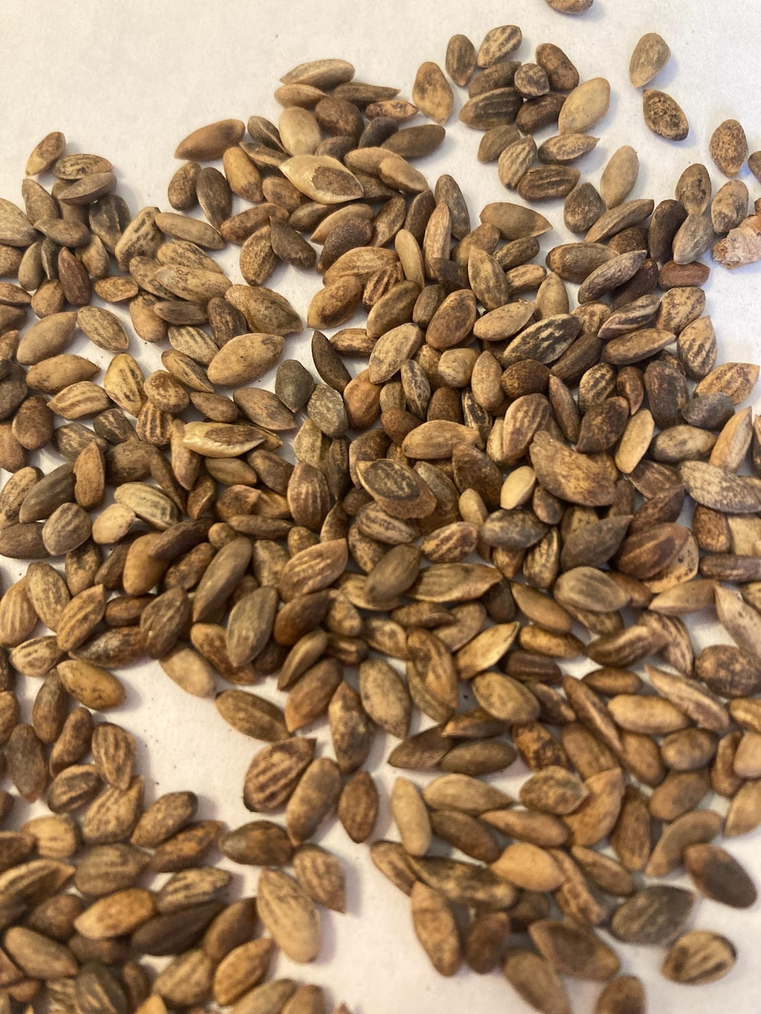Spanish Black Pine Tree Seeds (PINUS NIGRA Subsp. Salzmannii)(pyrenean ...