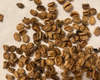 Riverflat Hawthorn Tree Seeds (CRATAEGUS OPACA)(Western Mayhaw)(Mayhaw)