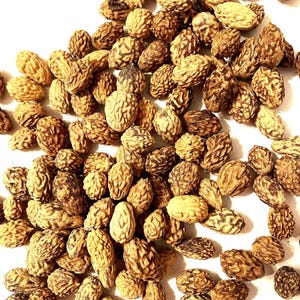 Jujube Tree Seeds (ZIZIPHUS JUJUBA) (Chinese Date) (Tsao)