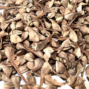 Bigleaf Maple Tree Seeds (ACER MACROPHYLLUM) (Oregon Maple)