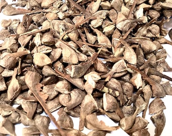 Bigleaf Maple Tree Seeds (ACER MACROPHYLLUM) (Oregon Maple)