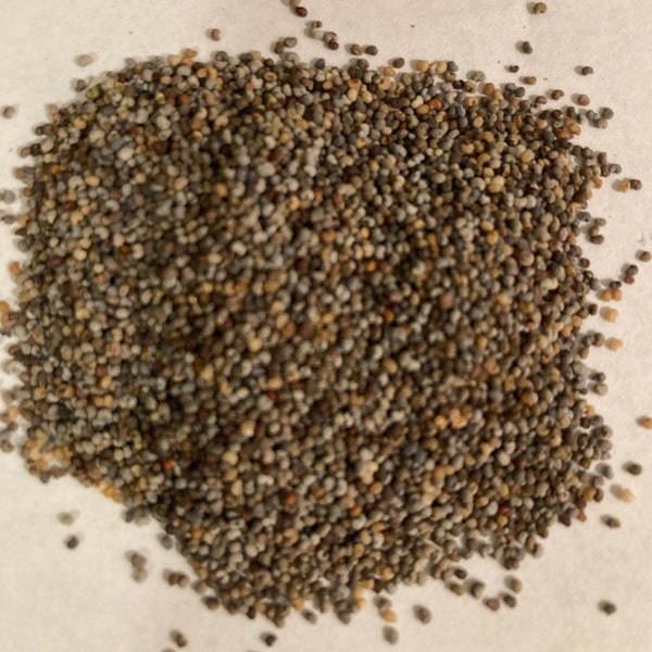 Opium Poppy  Seeds (PAPAVER SOMNIFERUM)