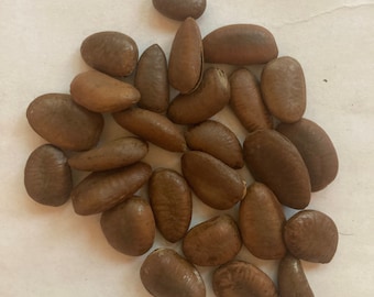Common Pawpaw Tree Seeds (ASIMINA TRILOBA)  (Pawpaw) (Custard Apple)