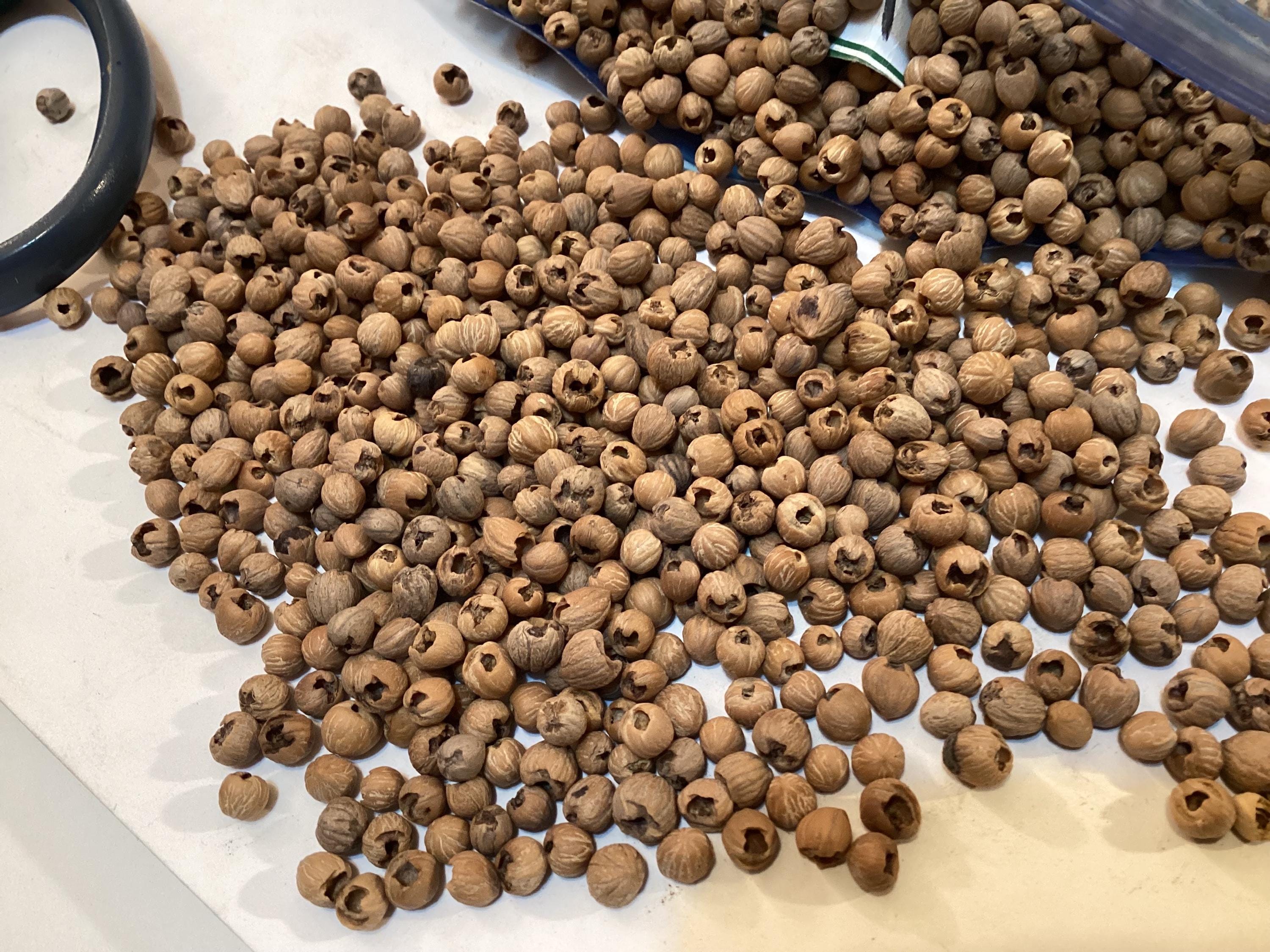 ②【♡ページ】 タラの芽　カンゾウ　コゴミ　つくし Pagoda Dogwood Tree Seeds (CORNUS ALTERNIFOLIA) (blue Dogwood) - Etsy