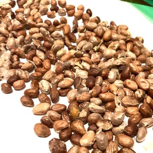 Burningbush Tree Seeds (EUONYMUS ATROPURPUREUS) (Wahoo) (Indian Arrow Wood) (Eastern Wahoo)