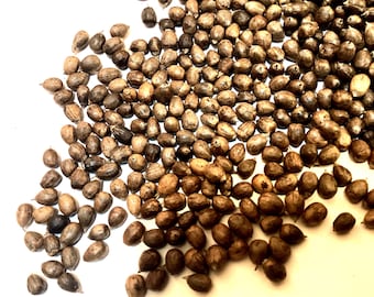 Chaste Tree Seeds (Vitex Angus Castus) (Lilac Chastetree)