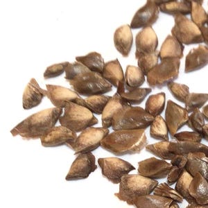 Dunkeld  Larch Tree Seeds (LARIX x EUROLEPIS)