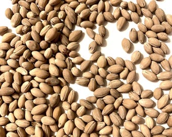 Flowering Dogwood Tree Seeds (CORNUS FLORIDA NORTHERN)