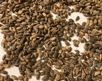 Sikang Pine Tree Seeds (PINUS DENSATA)