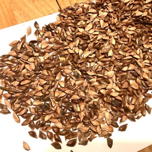 Douglas Fir Tree Seeds (PSEUDOTSUGA MENZIESII)