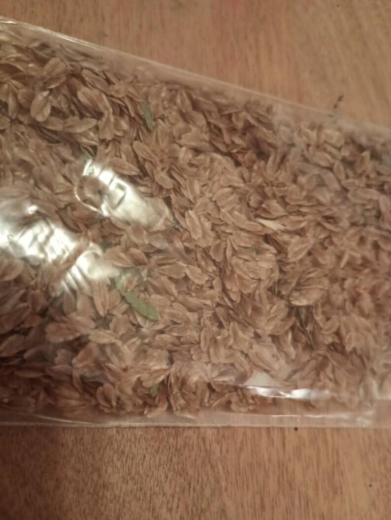 Western Red Cedar Tree Seeds thuja Plicata new Supply From Etsy