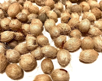 Cold Hardy European Fan Palm Tree Seeds (CHAMAEROPS HUMILIS)(Mediterranean Fan Palm)