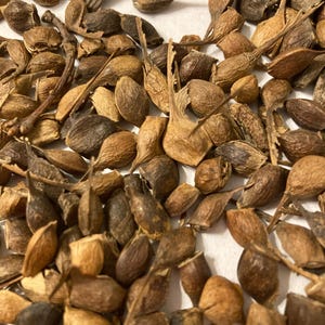May include: A close-up image of a pile of brown, dried seed pods. The pods are various shapes and sizes, with some having a pointed tip.