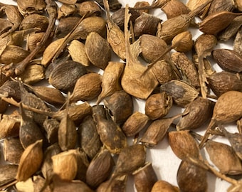 Sugar Maple Tree Seeds (ACER SACCHARUM) (Northern Sourced De-Winged) (Hard Maple) (Rock Maple)