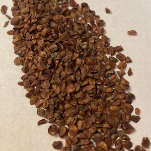 Mourning Cypress Tree Seeds (CUPRESSUS FUNEBRIS) (Chinese Weeping  Cypress, Funeral Cypress)