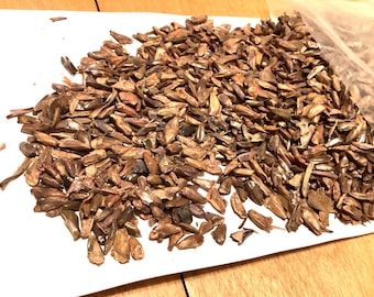 Chein Lu Fir Tree Seeds (ABIES RECURVATA ERNESTII)