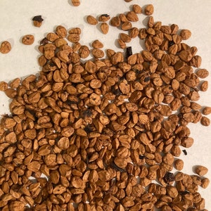 Peking Cotoneaster Seeds (Cotoneaster acutifolius)