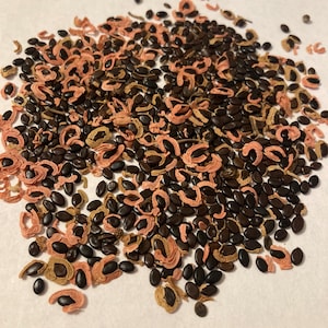 Sally Wattle Tree Seeds (ACACIA MELANOXYLON) (Blackwood Acacia, Black Acacia)