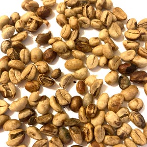 Coffee Tree Seeds (COFFEA ARABICA) (Arabian Coffee, Arabica Coffee, Coffee Shrub Of Arabia, Mountain Coffee (Grown For Producing Coffee)