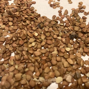 American Elm Tree Seeds (ULMUS AMERICANA)