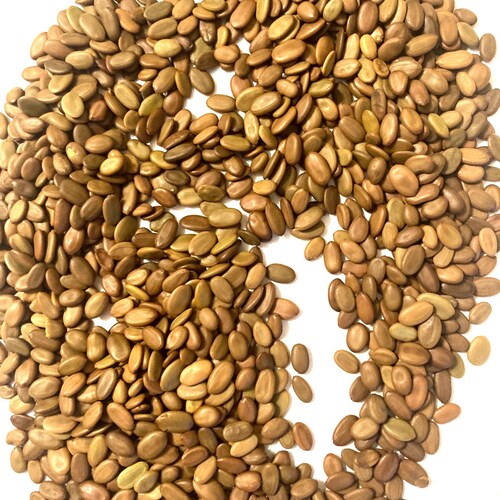 Persian Silk Tree Seeds (ALBIZIA JULIBRISSIN) (Silk-Tree)(Mimosa)(Pink Siris)
