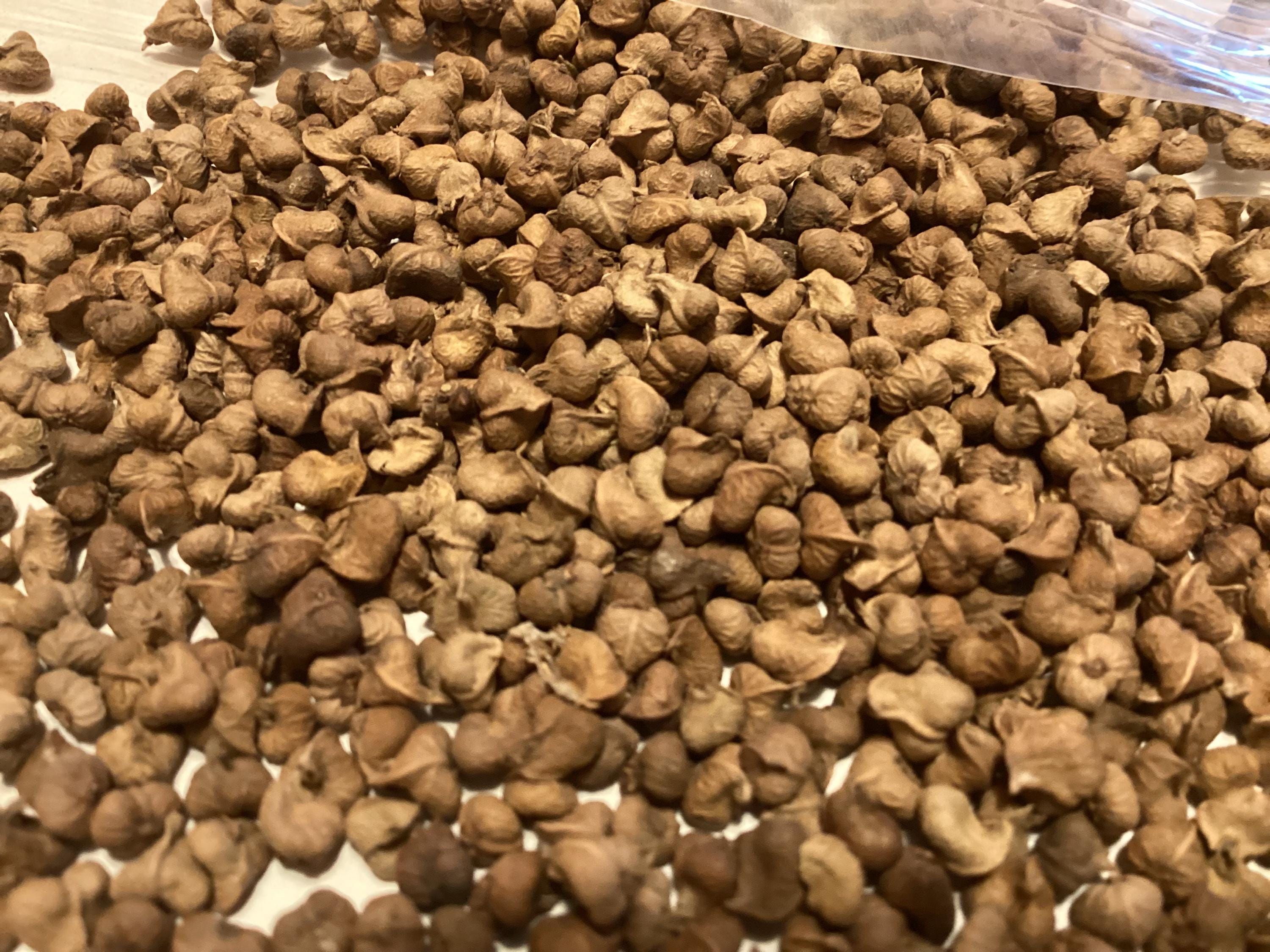 Japanese Zelkova Tree Seeds (ZELKOVA SERRATA) - Etsy