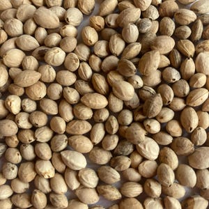 May include: A close-up image of a pile of light brown seeds. The seeds are oval-shaped and have a slightly rough texture.