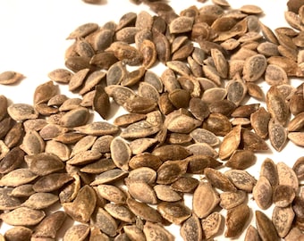 Bhutan Pine Tree Seeds (PINUS WALLICHIANA)(Himalayan White Pine)(Blue Pine)