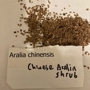 Chinese Aralia Shrub Seeds ( aralia chinensis )
