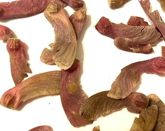 Osakazuki Japanese Maple Tree Seeds (ACER PALMATUM ‘Osakazuki’)