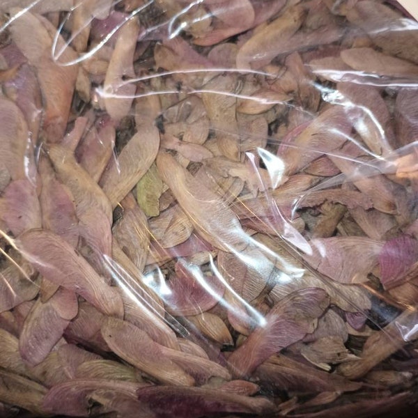 Red maple tree seeds (Acer Rubrum)