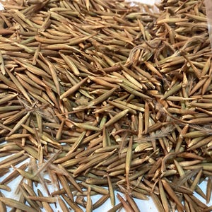 Curl-Leaf Mountain Mahogany Tree Seeds (CERCOCARUS LEDIFOLIUS)