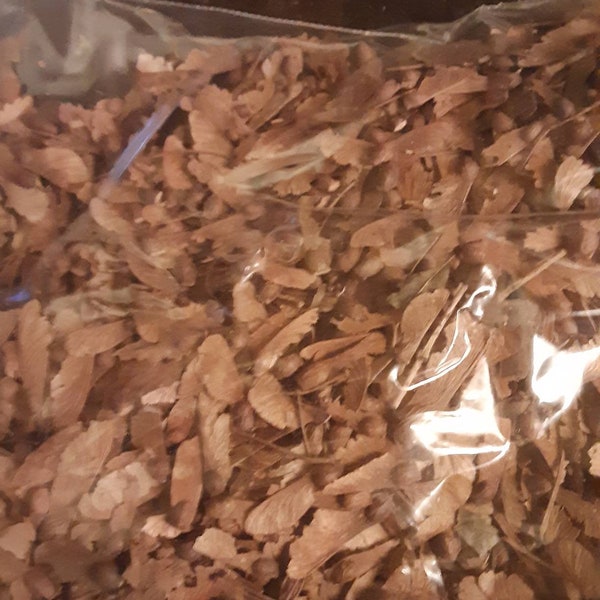 Japanese Maple Tree Seeds (Acer Palmatum)