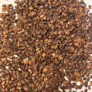 Californian Cypress Tree Seeds (CYPRESSUS GOVENIANA) (Gowen Cypress)