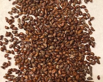 Saskatoon Serviceberry Shrub Seeds (AMELANCHIER ALNIFOLIA c.s.) (Saskatoon Berry)