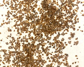 Grey Birch Tree Seeds (BETULA POPULIFOLIA)