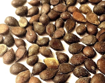 Harbin Pear Tree Seeds (PYRUS USSURIENSIS)