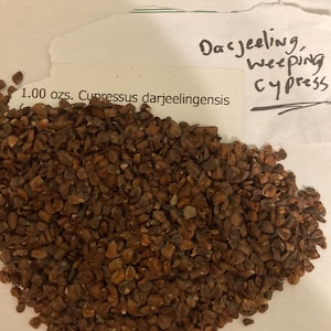 Darjeeling Weeping Cypress Tree Seeds (CUPRESSUS DARJEELINGENSIS CASHMIRIANA)