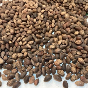 Ponderosa Pine Tree Seeds (PINUS PONDEROSA) (Or, Wa, Ca)
